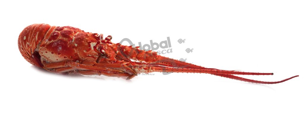 ARAGOSTA TROPICALE CRUDA 860-1100g CUBA