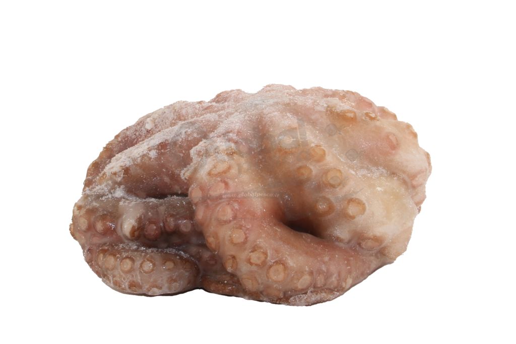 POLPO MAROCCO T3 2-3kg IQF BLUE OCTOPUS