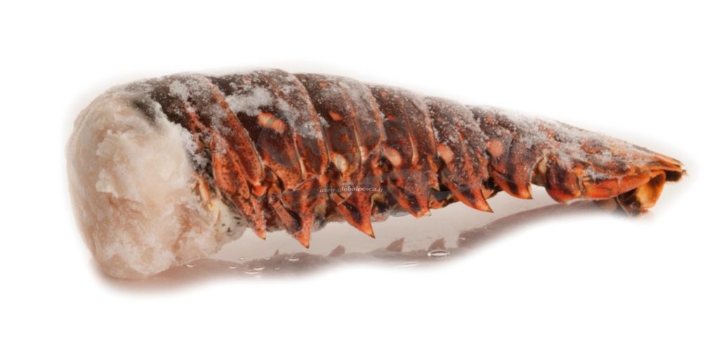 ARAGOSTA CODA 16/20 CUBA