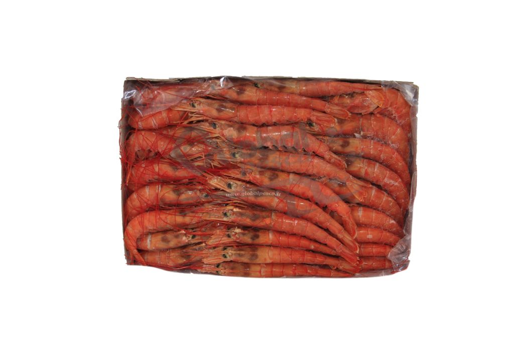 GAMBERO ARGENTINO LG3 ARBUMASA BORDO