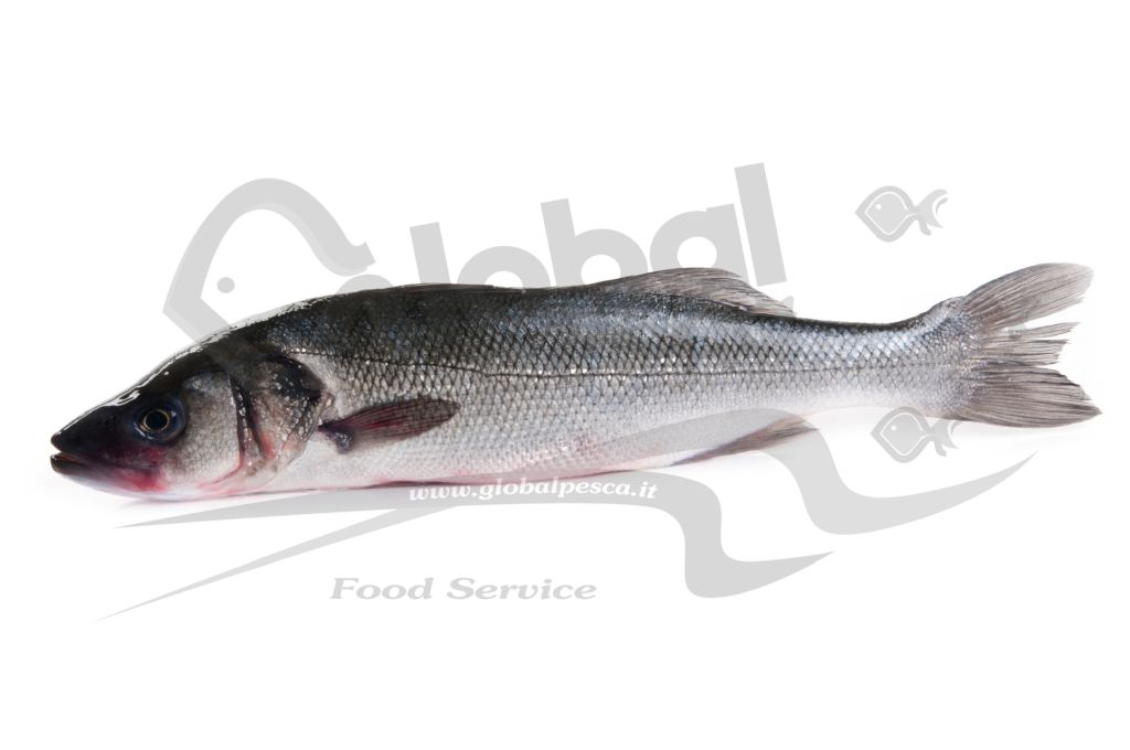 BRANZINO 800/950 FR
