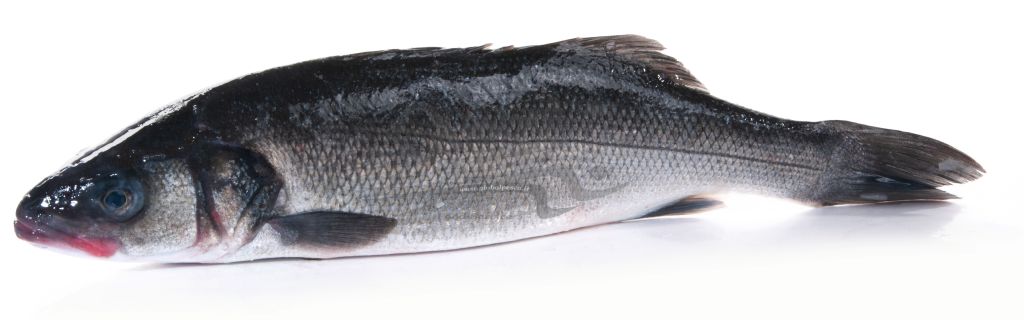 BRANZINO 1000/1500 FR
