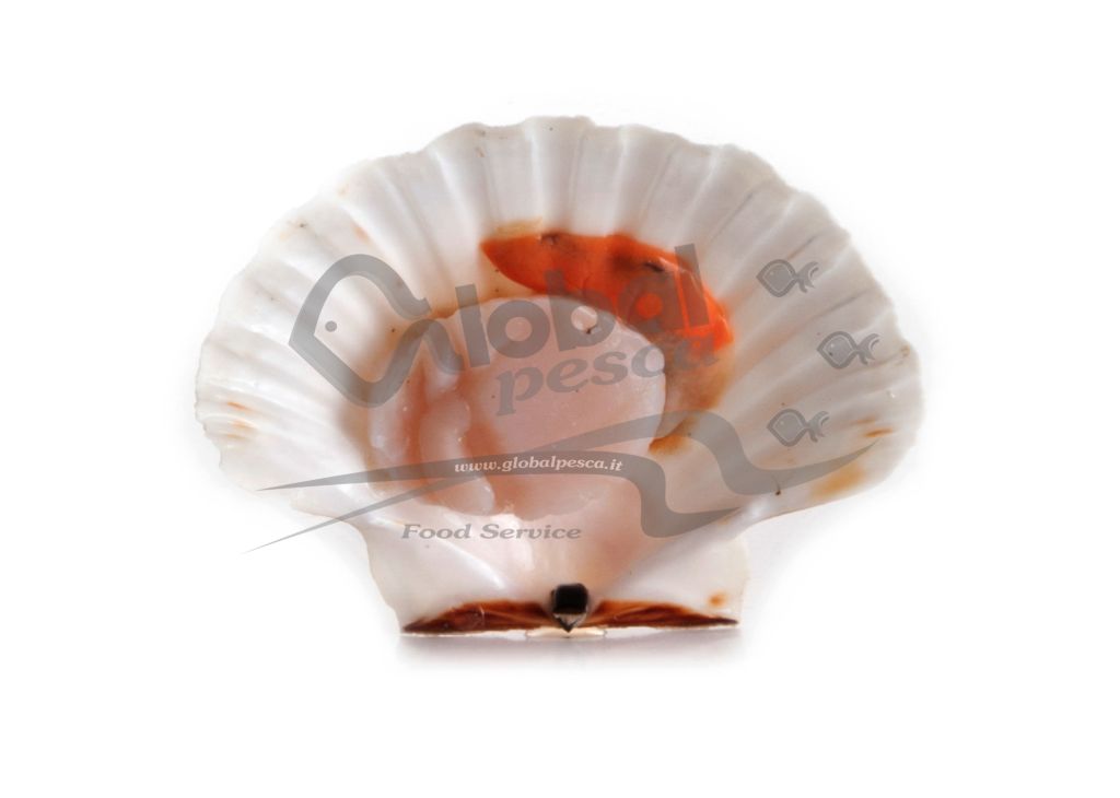 CAPPASANTA ATLANTICA 1/2 GUSCIO FR