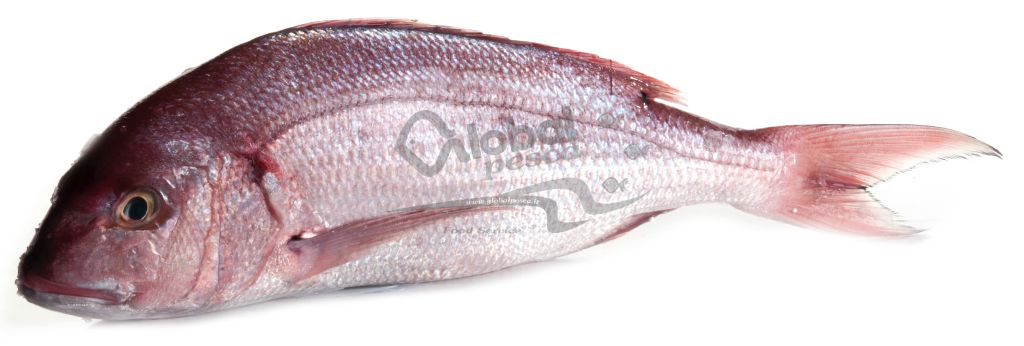 DENTICE GIBBOSO 1000+ FR