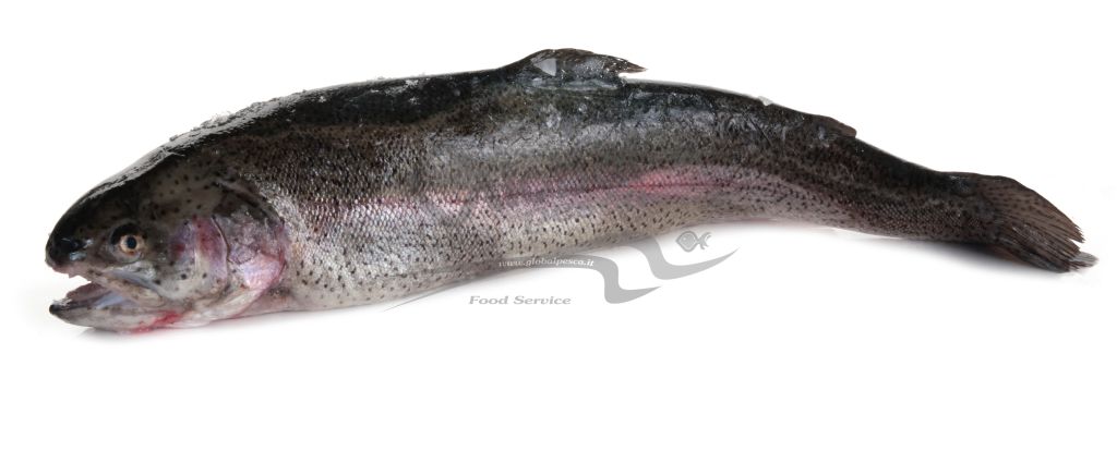 TROTA IRIDEA GROSSA SALMONATA EVISCERATA FR