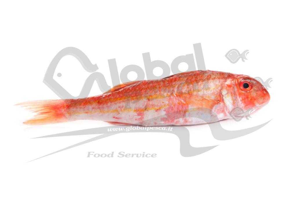 TRIGLIA DI SCOGLIO FR