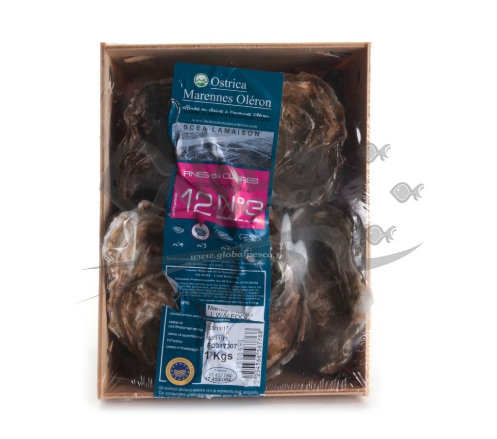 OSTRICA CONCAVA FDC N 3 11/13 pz X 1 kg FR