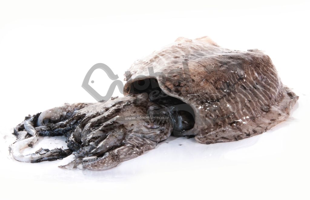 SEPPIA NERA ESTERA FR