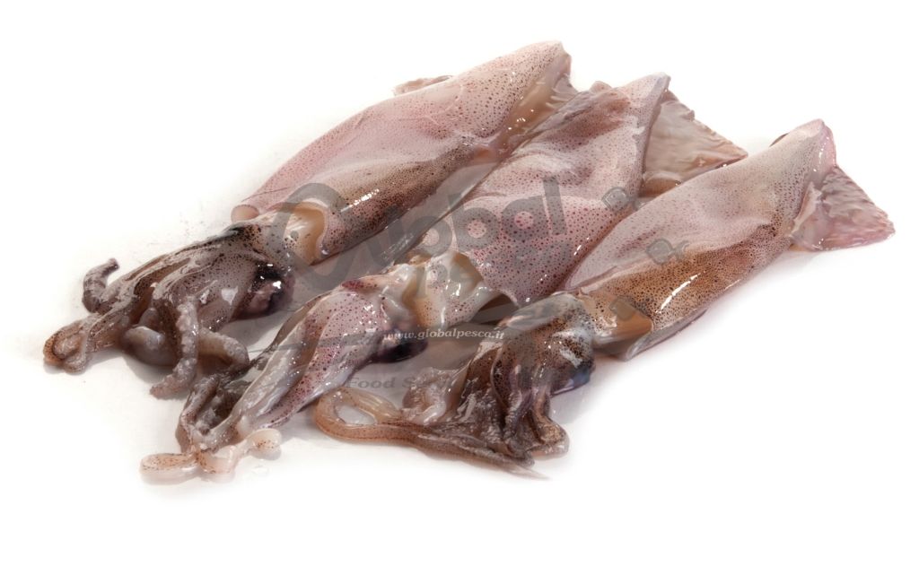 CALAMARO PATAGONICO SPORCO C4L DECONGELATO