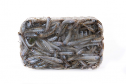 LATTERINO (ACQUADELLA) PULITO