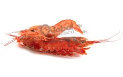 GAMBERO ARGENTINO LG2 BORDO