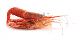 GAMBERO ARGENTINO LG1 BORDO