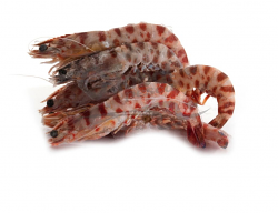 MAZZANCOLLA EXTRA 1 CO