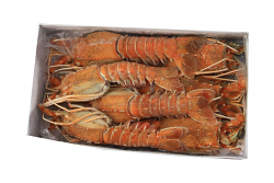 ARAGOSTELLA U/10 INTERA 800g INDIA