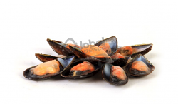 COZZA MEZZO GUSCIO SPAGNA 2,25kg #