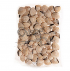 VONGOLA DEL PACIFICO BIANCA #