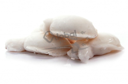 SEPPIA MAROCCO  300/400 IQF #