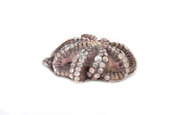 POLPO INDOPACIFICO PULITO 1-2kg PLATINUM #