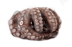 POLPO MAROCCO T5 1-1,5kg IQF #