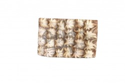 POLPO INDOPAC (POLIPETTO) 20/40  PLATINUM