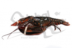 ASTICE AMERICANO HARD SHELL 500/600