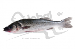 BRANZINO 800/950 FR