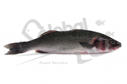 BRANZINO GROSSO 2+ FR