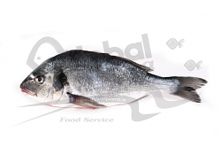 ORATA 600/780 EVISCERATA SQUAMATA FR