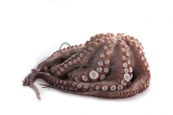 POLPO 1/2 LAVORATO DECONGELATO