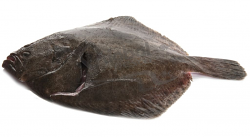 ROMBO CHIODATO 800/1000 OLANDA FR