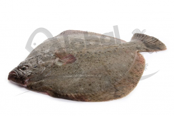 ROMBO CHIODATO 1,5/2 ALLEVATO FR