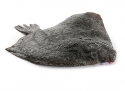 ROMBO CHIODATO 1000/1500 ALLEVATO FR