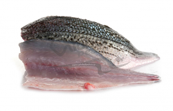 ORATA 600/780 FIL CON PELLE 125/165 g FR