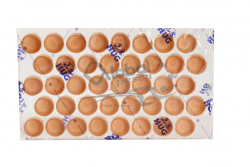 TARTELLETTA DOLCE FILIGRANO BURRO DIAM3,8cm 200PEZ