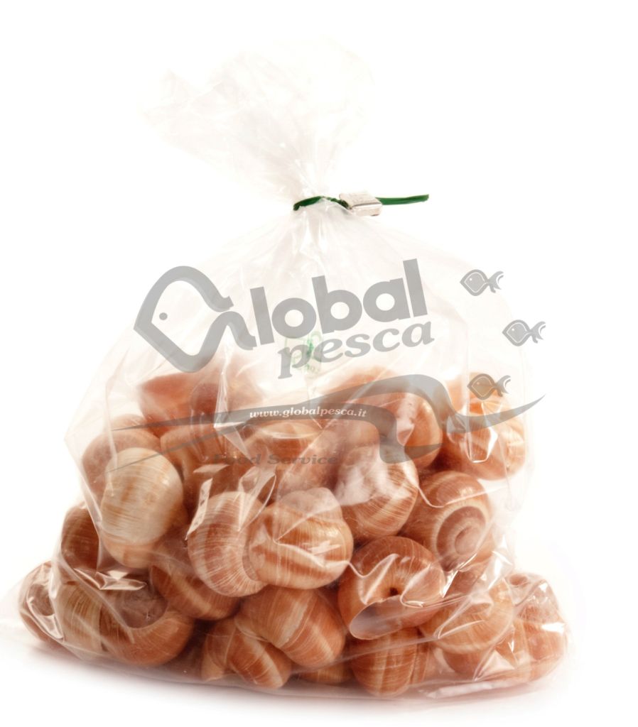LUMACHE GUSCIO 200 PEZZI