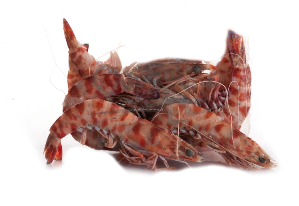 MAZZANCOLLA EXTRA 2 CO