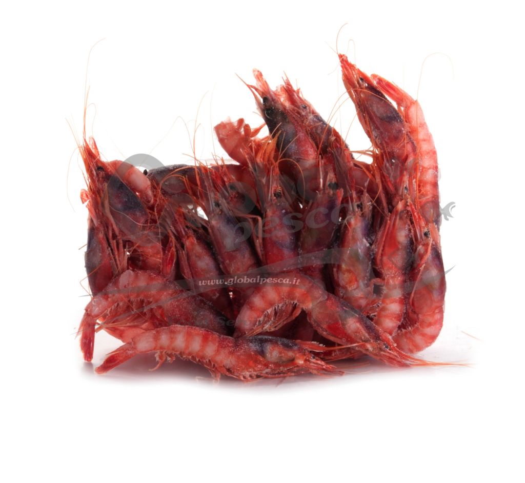 GAMBERO VIOLA SICILIA 2 CO