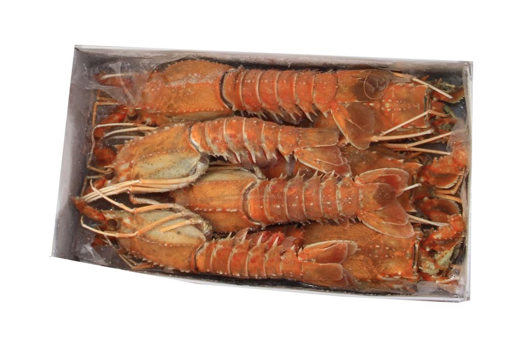 ARAGOSTELLA U/10 INTERA 800g INDIA