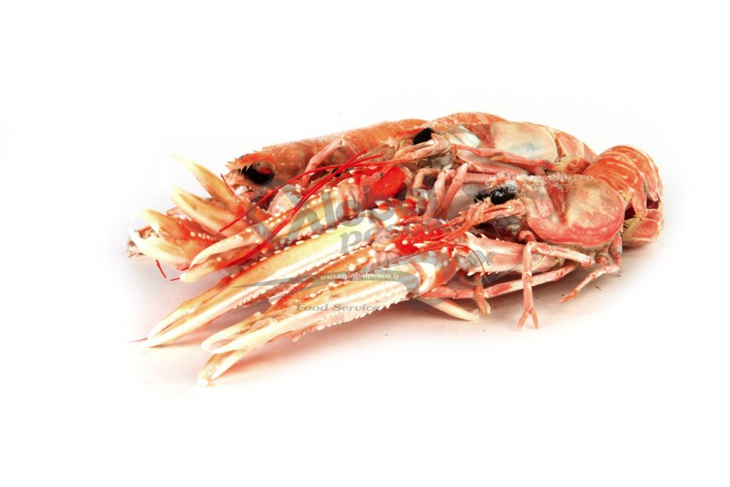 SCAMPO PORCUPINE 10/15