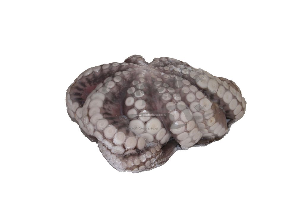 POLPO INDOPACIFICO (IND) 2-3kg #