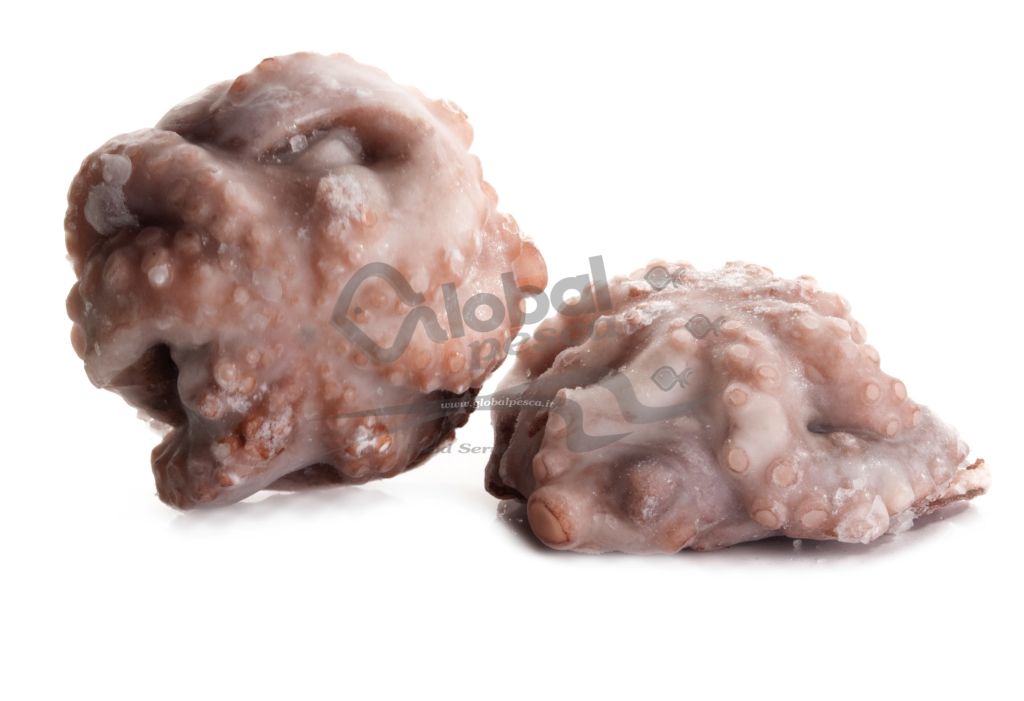 POLPO MOY FIORE MAROCCO 1-1,5 kg IQF