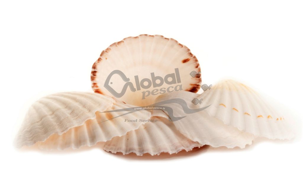 CAPPASANTA GUSCI 50 PEZZI