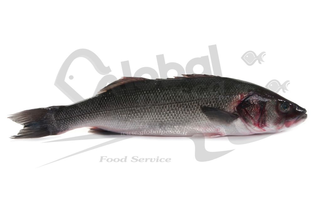 BRANZINO GROSSO 2+ FR