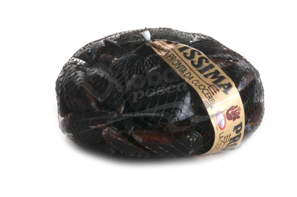 COZZA NOTTE PULITA SBISSATA ITALIA FR