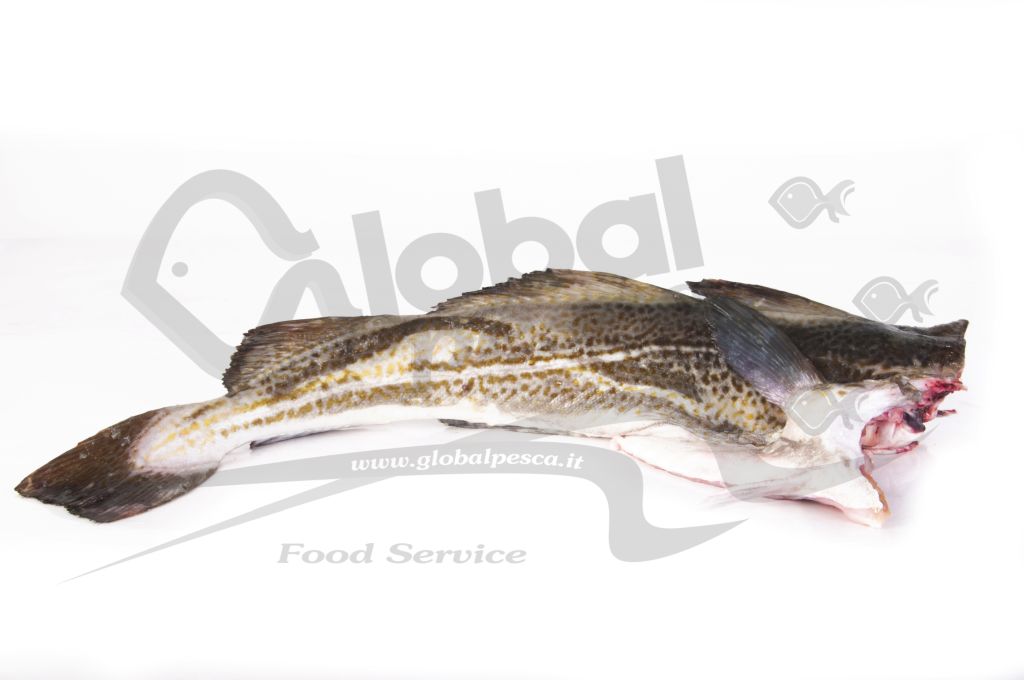 MERLUZZO NORDICO GABILAU  DECAPITATO FR