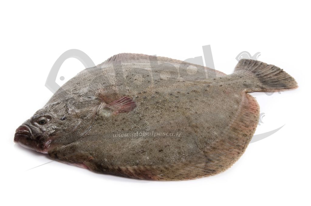 ROMBO CHIODATO 1,5/2 ALLEVATO FR