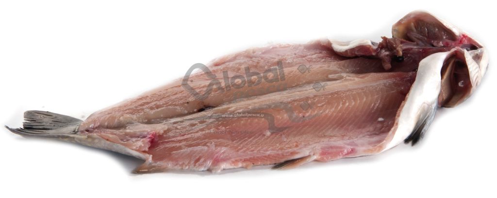 SALMERINO SPACCATO CON TESTA FR