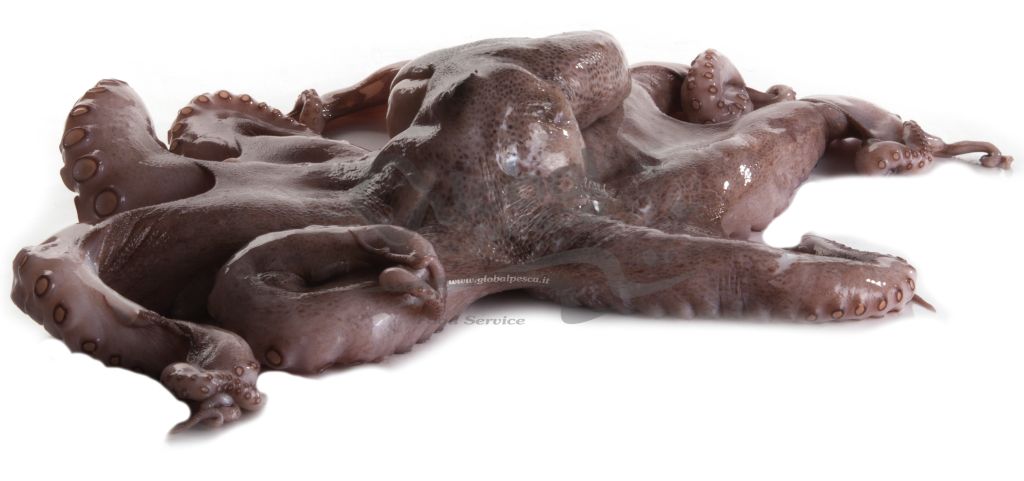 POLPO 2/3 DECONGELATO