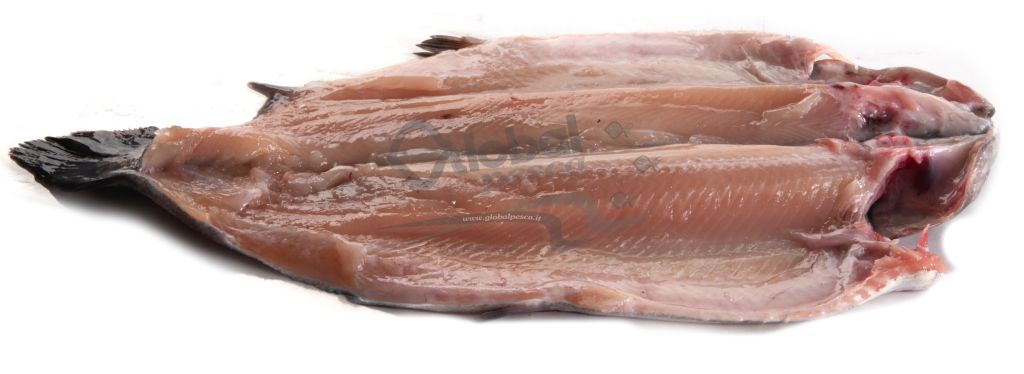 TROTA IRIDEA SPACCATA SENZA TESTA FR