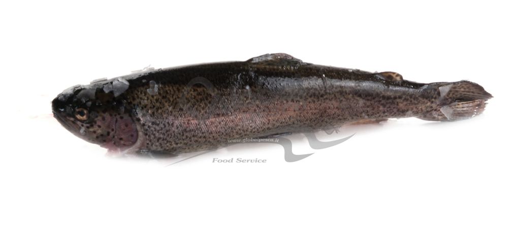 TROTA IRIDEA EVISCERATA FR